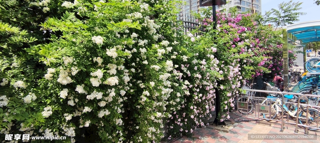 蔷薇 月季 鲜花 花墙 花瀑