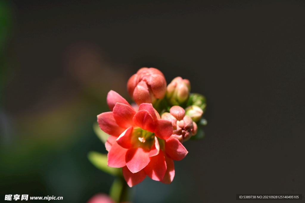 长寿花