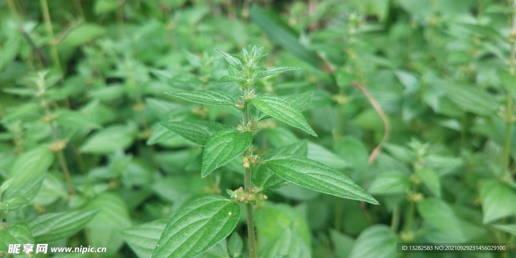 糯米草图片