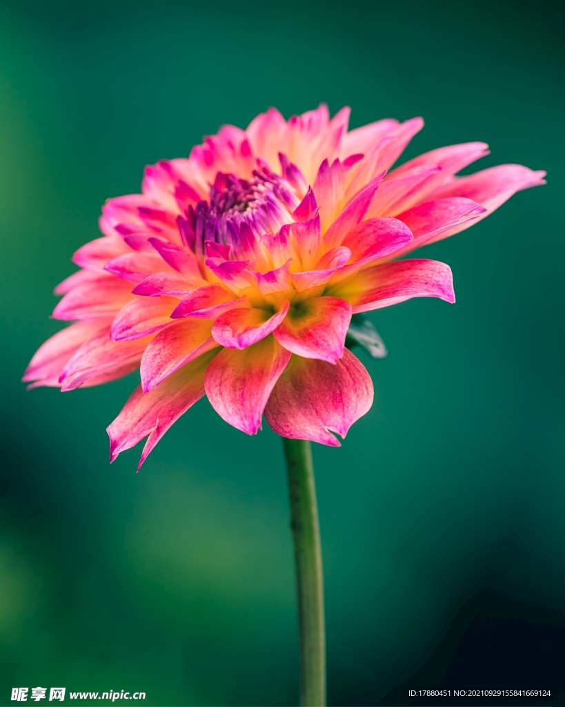 花卉