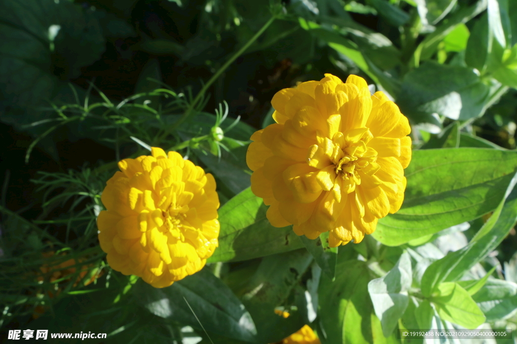 百日菊