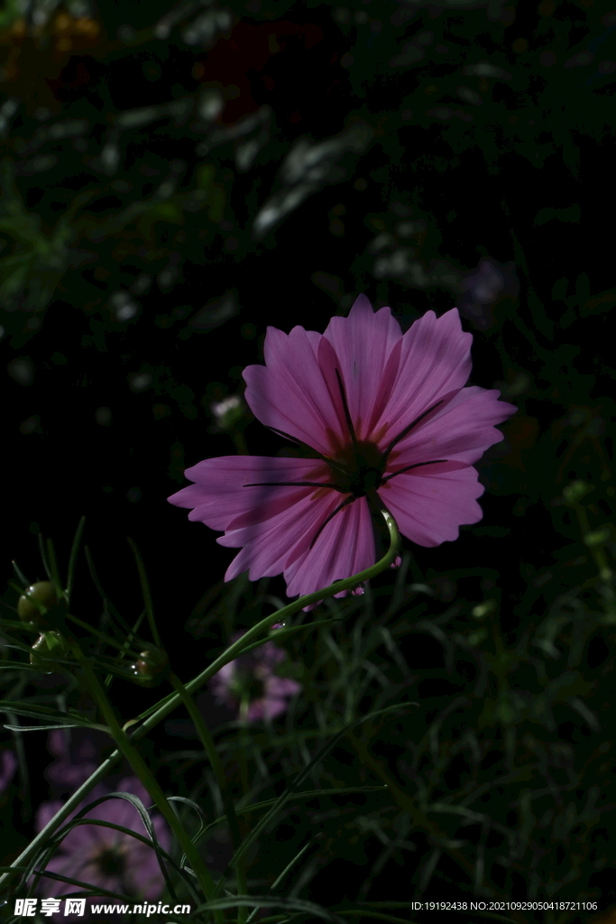 大波斯菊 