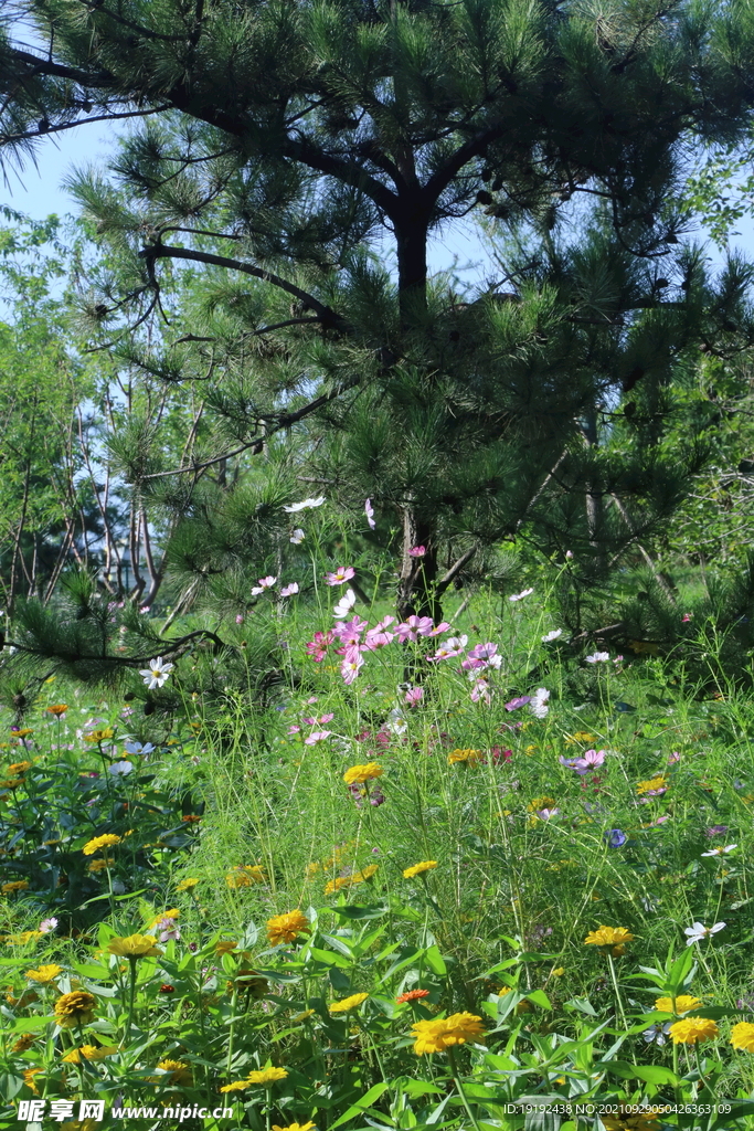 园林花草