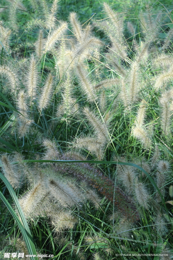 园林花草