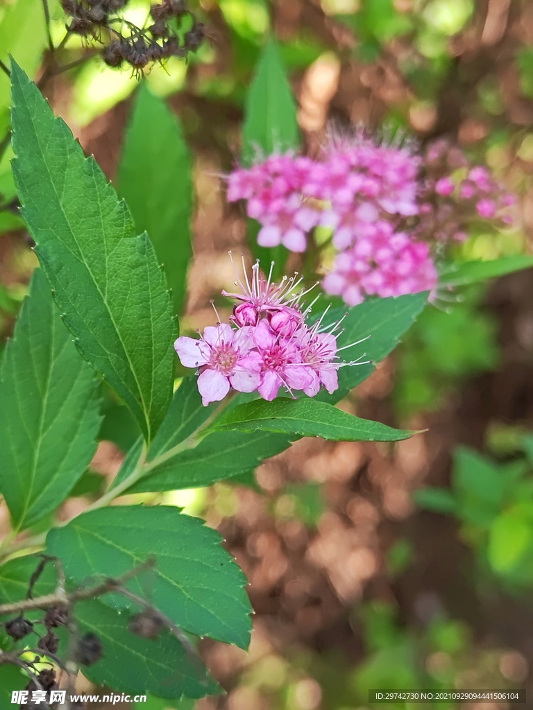 小花