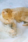 家猫