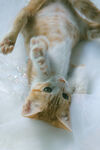 家猫