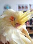玄凤鹦鹉