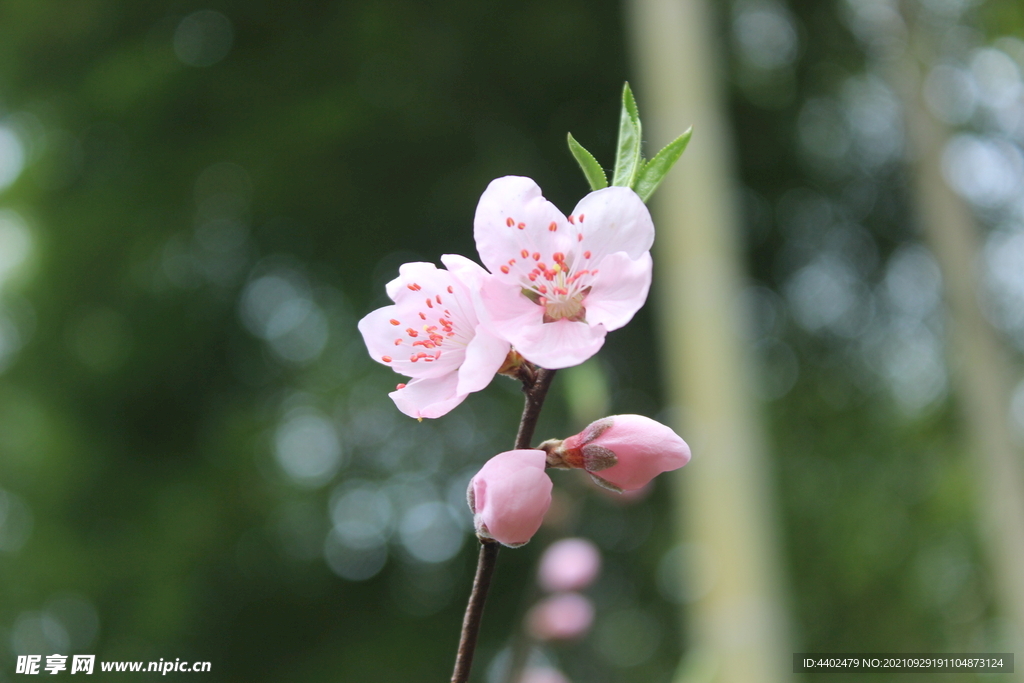 桃花