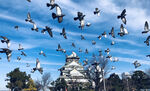 大阪城 鸽子飞起