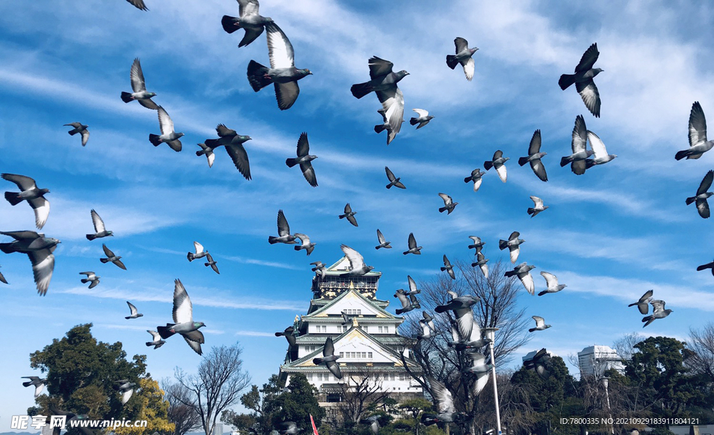 大阪城 鸽子飞起