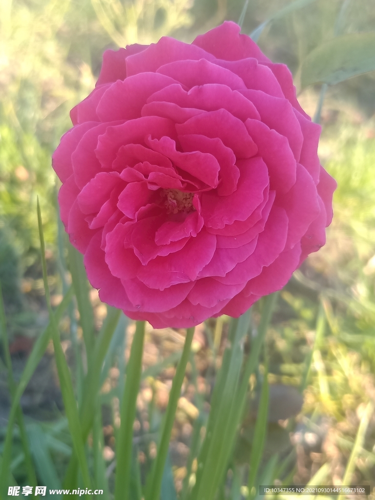 玫瑰花