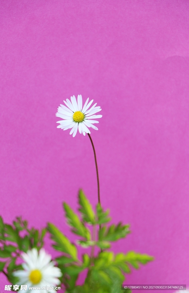 花卉