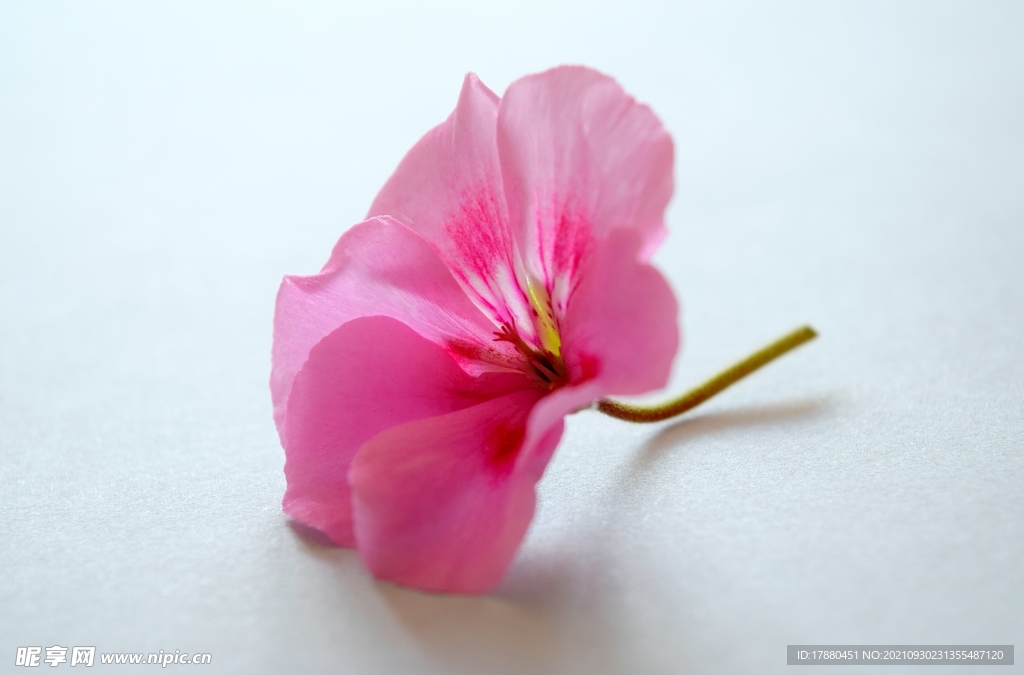 花卉