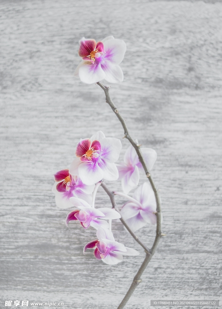 花卉