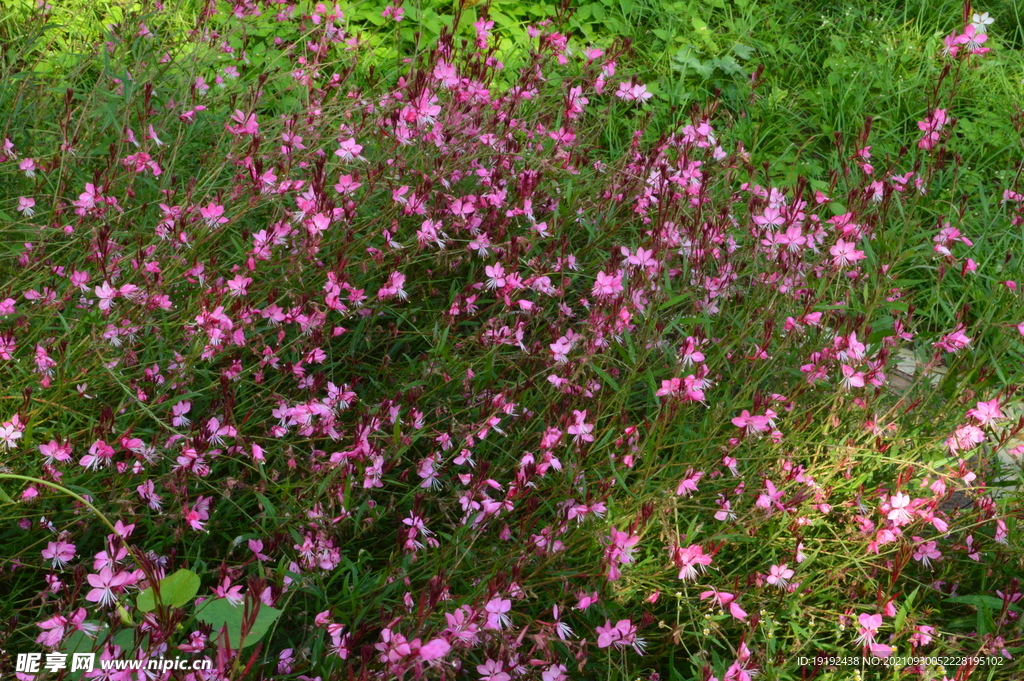 山桃草 
