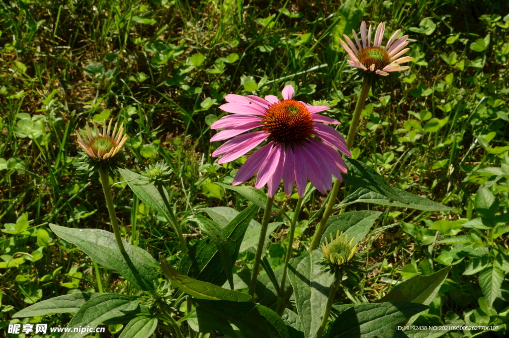 松果菊