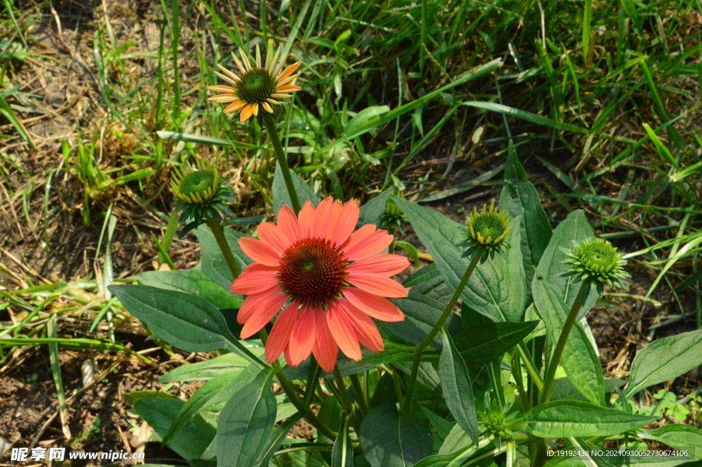 松果菊