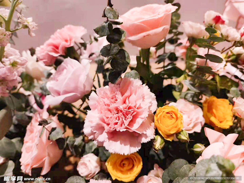 月季花