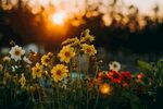 花