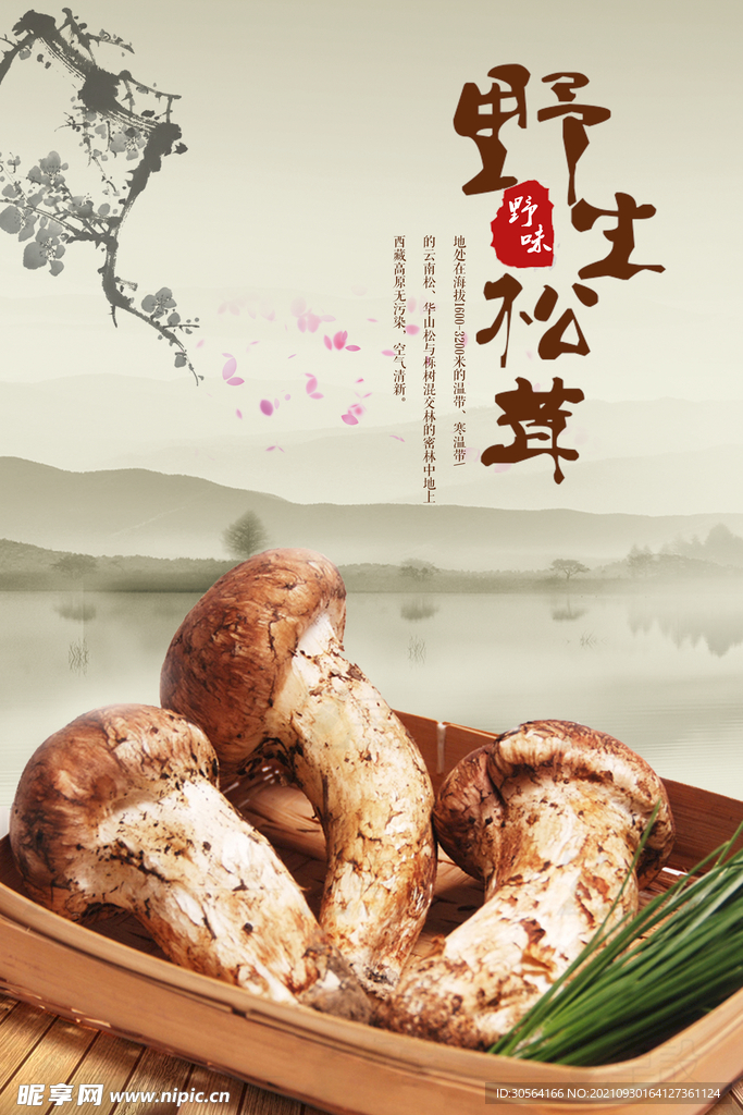 野生松茸