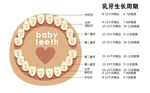 乳牙生长周期