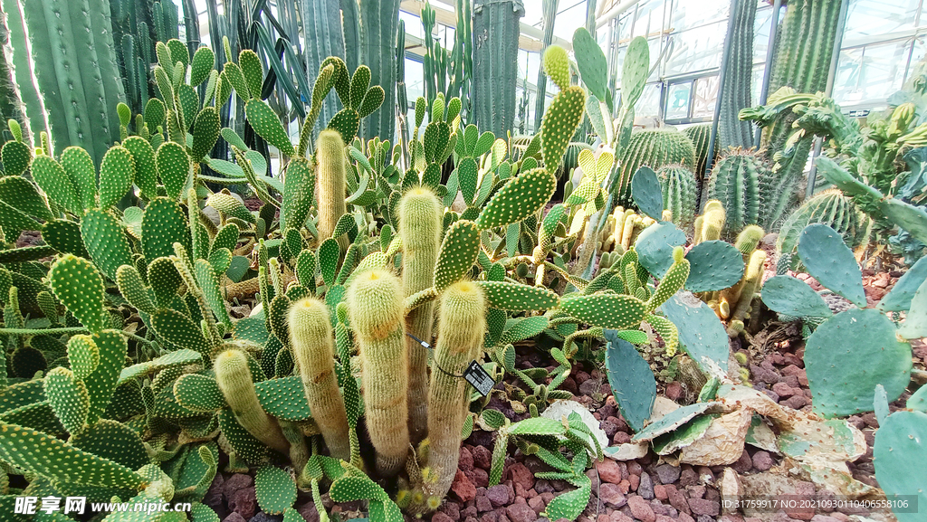 仙人掌