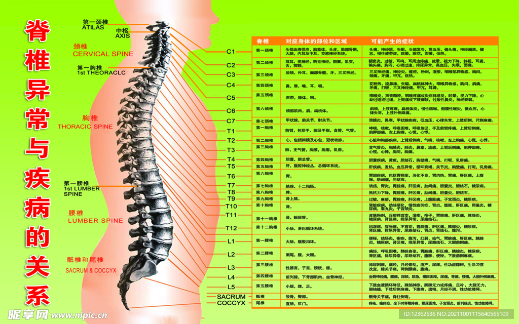 脊椎全息图