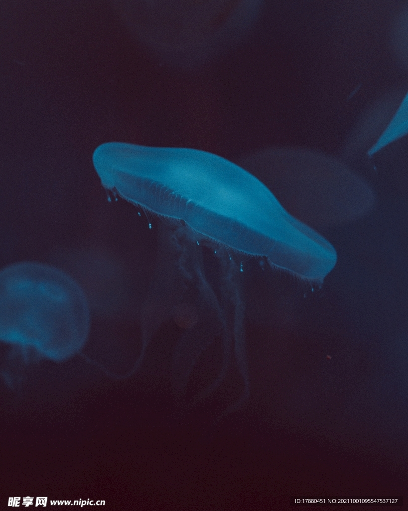 水母