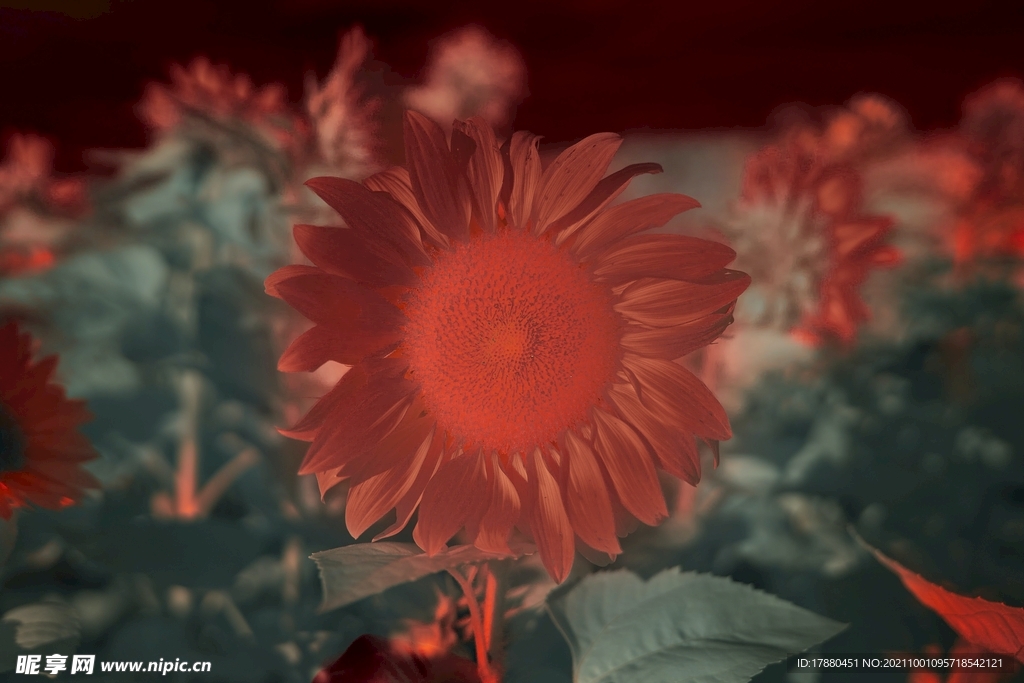 花卉