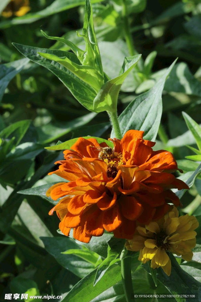 百日菊