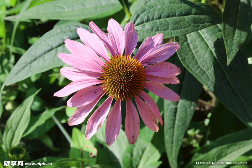 松果菊 