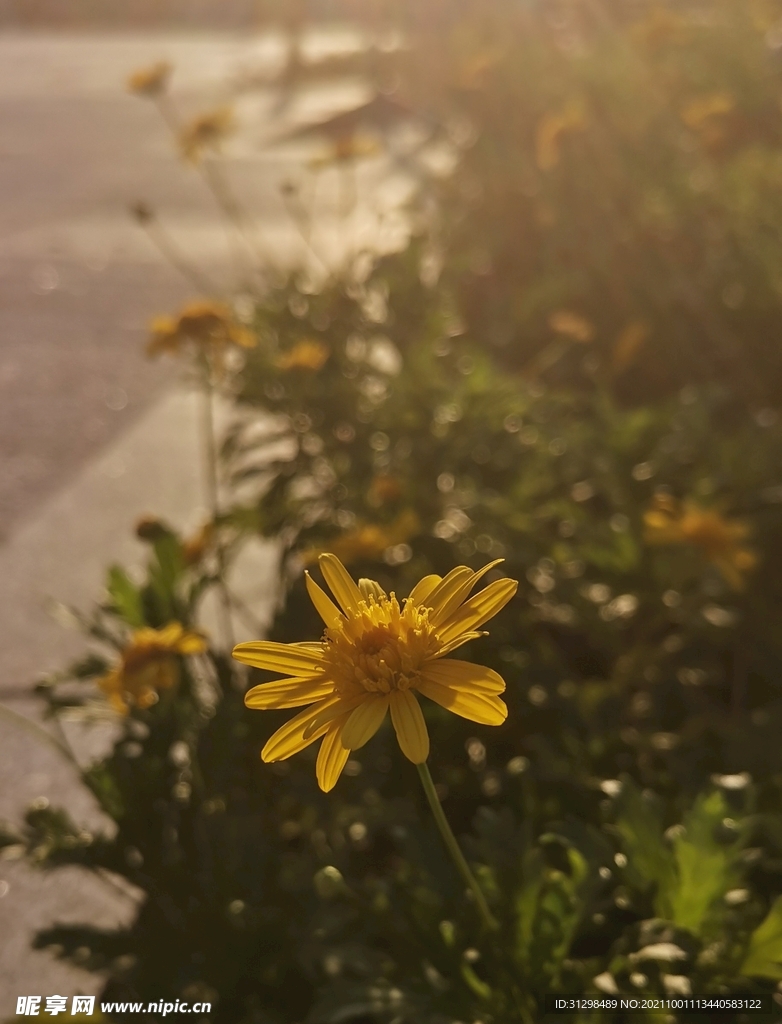 一朵小黄花