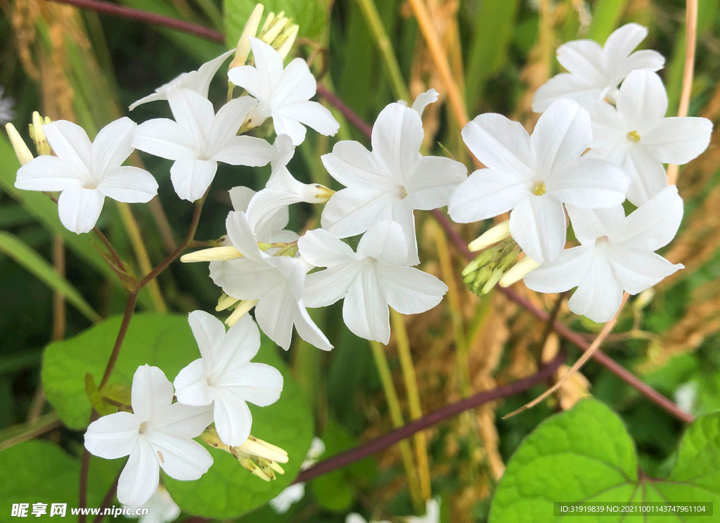 花