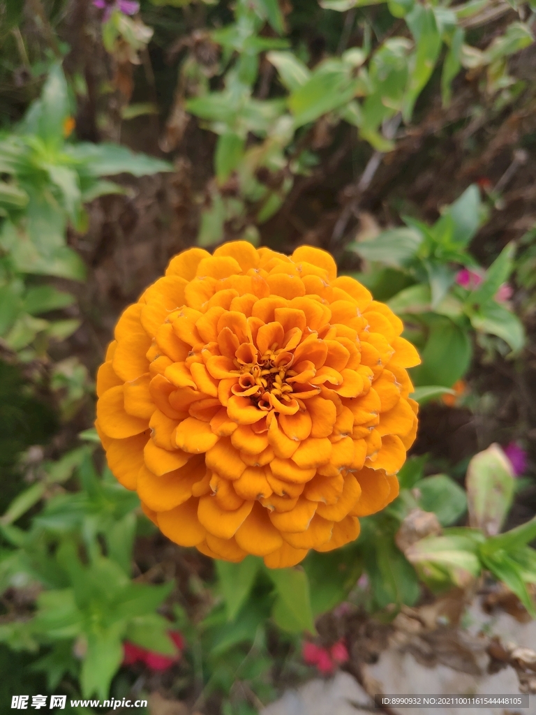太阳花