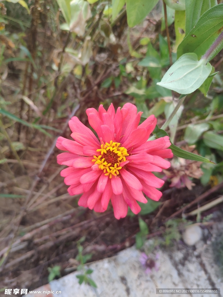 太阳花