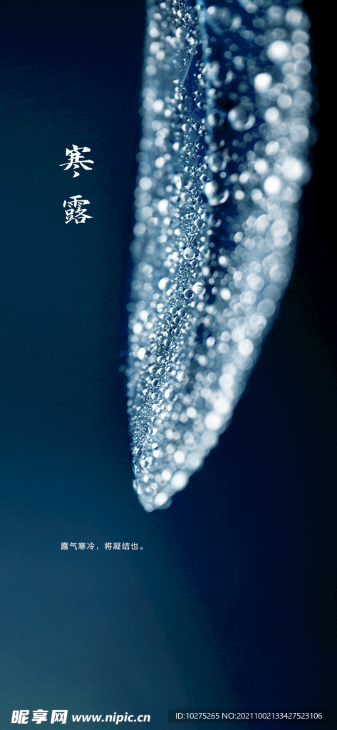 写实风节气寒露海报展架