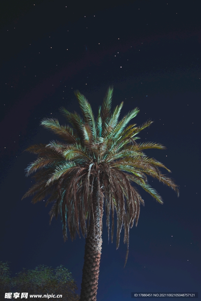棕榈树
