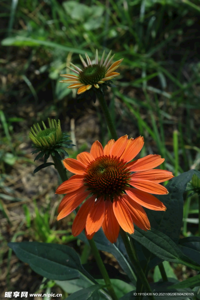 松果菊 