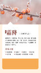 简约风霜降二十四节气手机海报