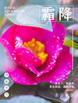 霜降二十四节气海报