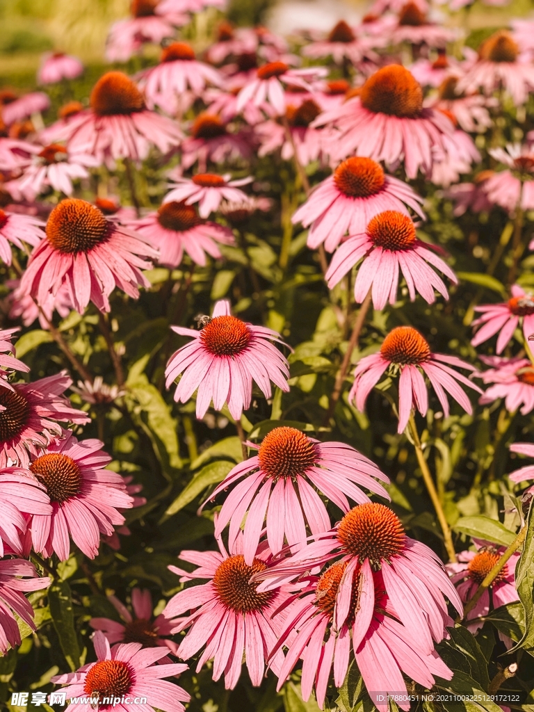花卉