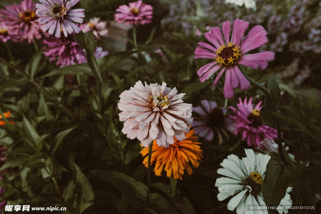 花卉
