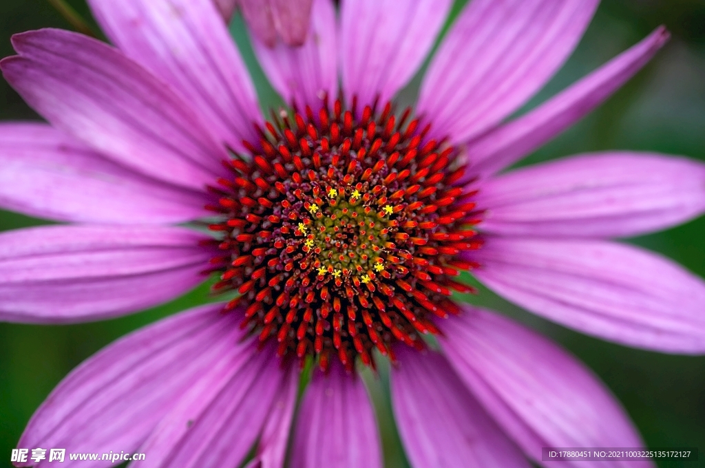 花卉