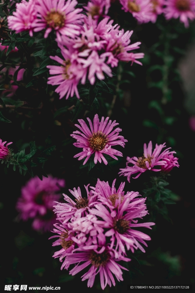 花卉