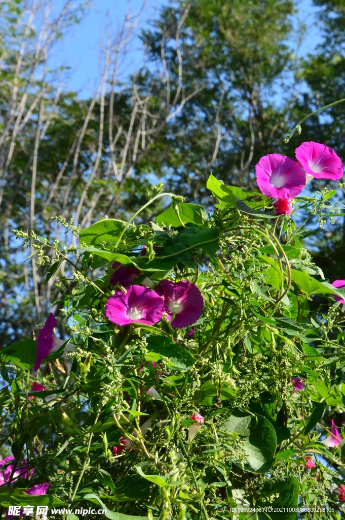  牵牛花