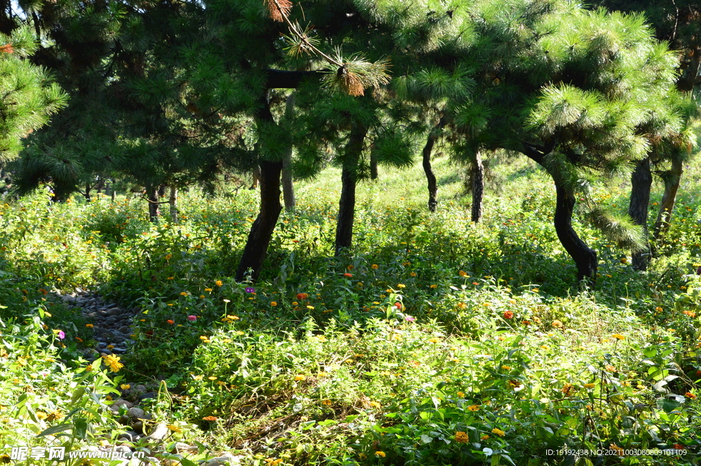 园林花草 