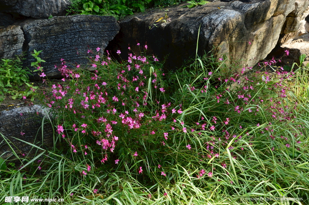 园林花草