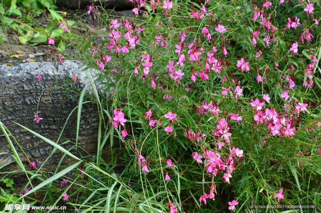 园林花草