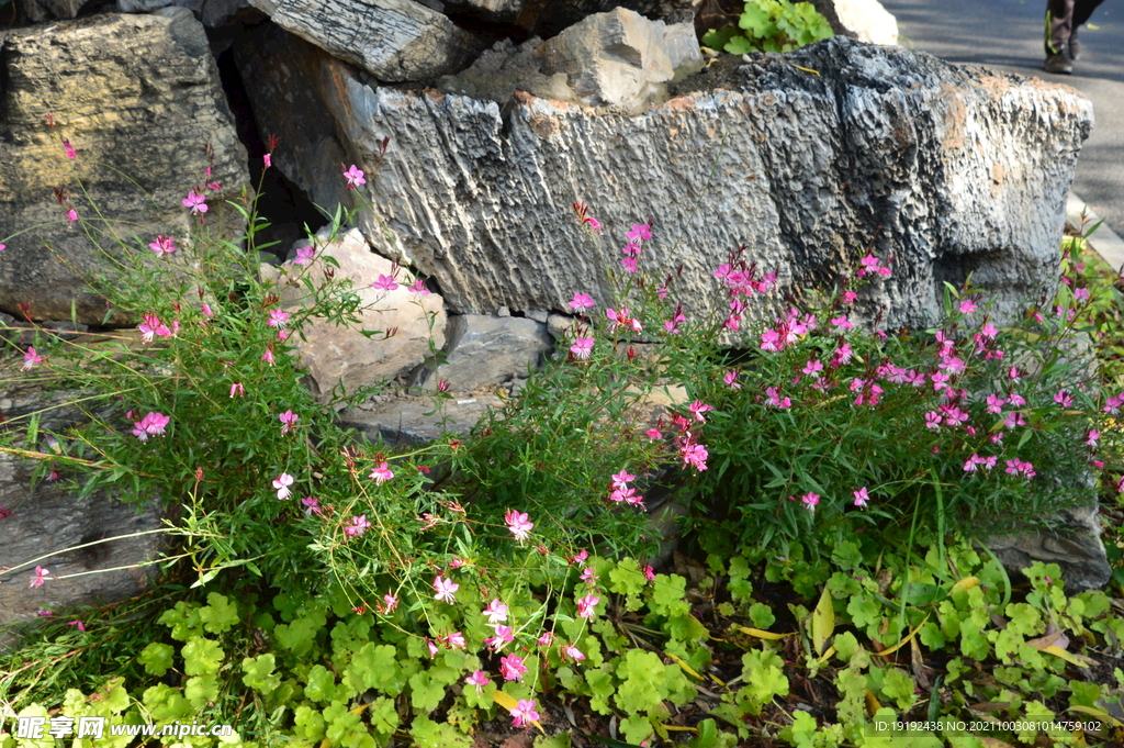 园林花草 